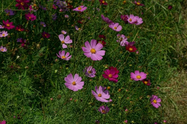 Yeşil Bitki Örtüsü Içinde Birçok Kırmızı Küçük Çiçekler — Stok fotoğraf