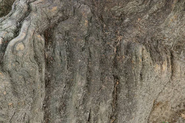 Серая Деревянная Текстура Старого Пня — стоковое фото