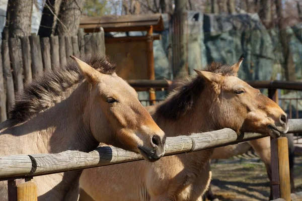 两匹褐色的马绑在钢笔的木栅栏上 — 图库照片