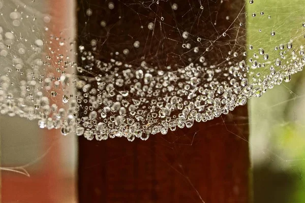 Cobweb Droplets Water Street — Stock Photo, Image