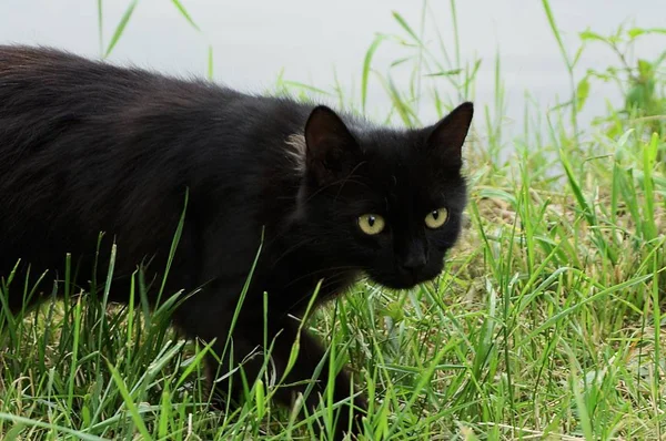 거리에 잔디에 고양이 — 스톡 사진