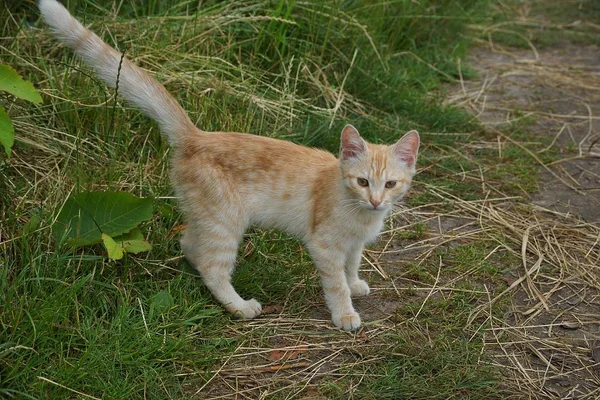 Piccolo Gattino Rosso Piedi Erba Verde — Foto Stock