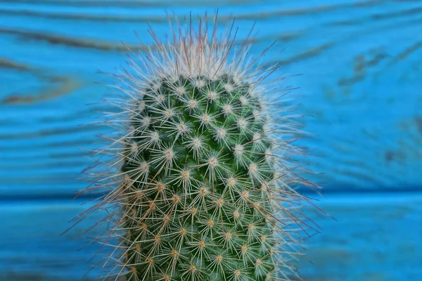 Kaktus Panjang Hijau Pada Latar Belakang Biru — Stok Foto