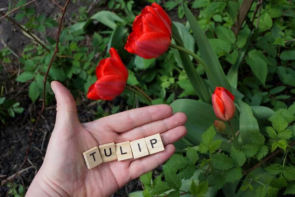 Tulipas Vermelhas Jardim Palavra Das Letras Madeira Palma Mão — Fotografia de Stock