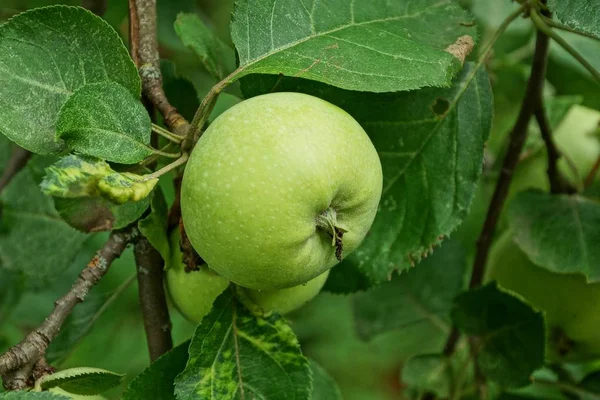 Velké Zelené Jablko Větve Listy — Stock fotografie