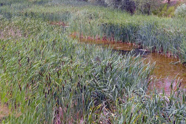 Pequeño Río Cubierto Gran Junco Vegetación Verde — Foto de Stock