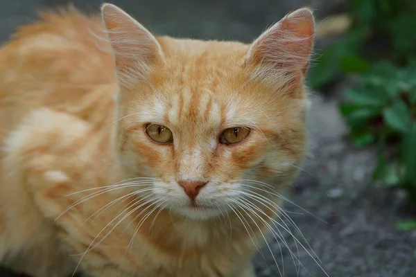 Große Rote Katze Sitzt Und Schaut Auf Die Straße — Stockfoto