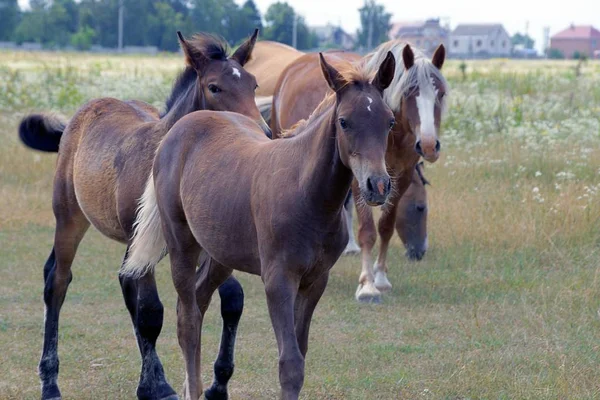 Una Manada Caballos Marrones Campo Floreciente Día Verano — Foto de Stock