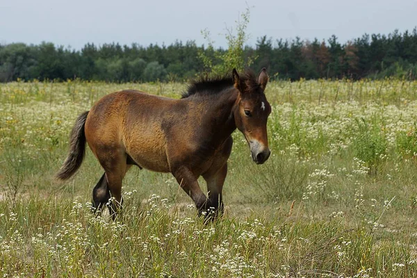 Brązowy Koń Spacery Wzdłuż Wysoka Trawa Zielony — Zdjęcie stockowe