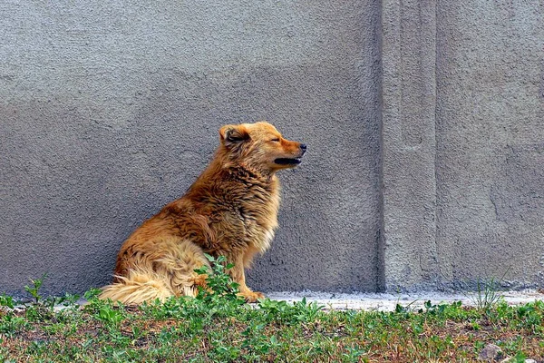 Cão Vadio Senta Grama Perto Uma Parede Cinza — Fotografia de Stock
