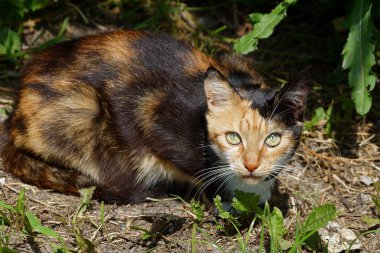 sokakta çim yerde oturan Benekli kedi