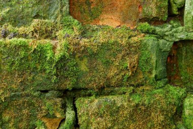 taş eski yeşil yosun kaplı tuğla doku