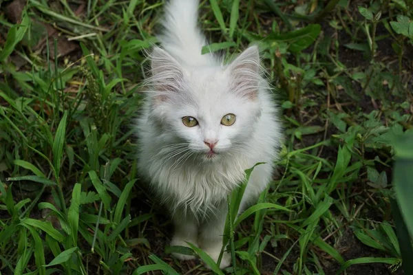 坐在绿草中的小白小猫 — 图库照片