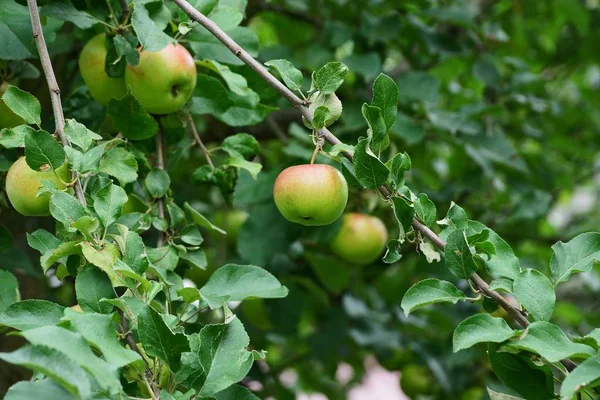 Pomme Rouge Verte Sur Une Branche Arbre Avec Des Feuilles — Photo