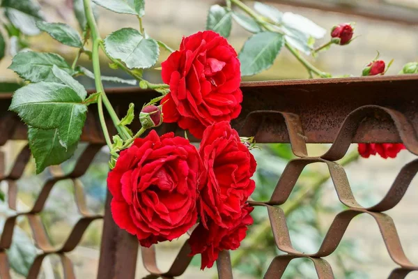 Rosas Vermelhas Ramo Arbusto Uma Cerca Ferro Marrom — Fotografia de Stock