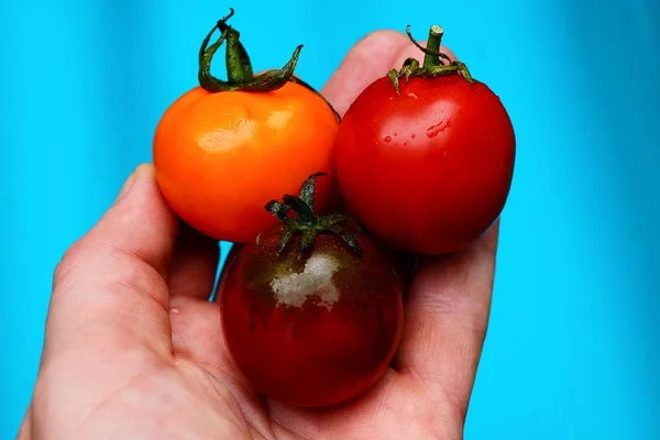 Tomates Amarelos Vermelhos Molhados Palma Mão Sobre Fundo Azul — Fotografia de Stock