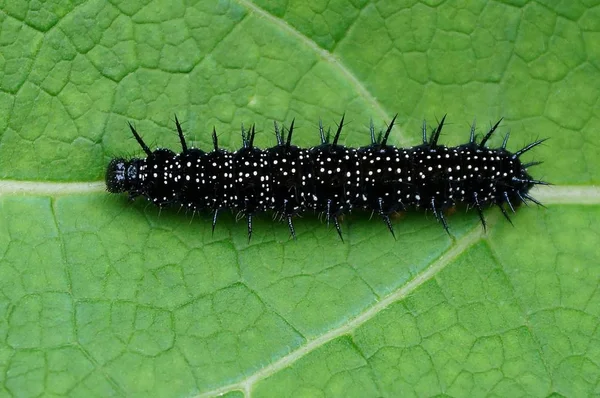 Een Grote Zwarte Insect Een Groen Blaadje — Stockfoto