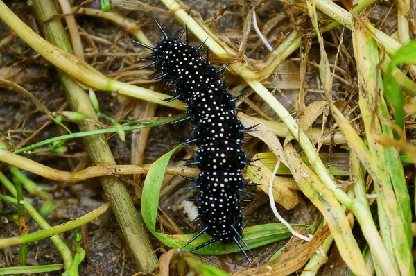 Zwarte Grote Caterpillar Zittend Grond Het Gras — Stockfoto