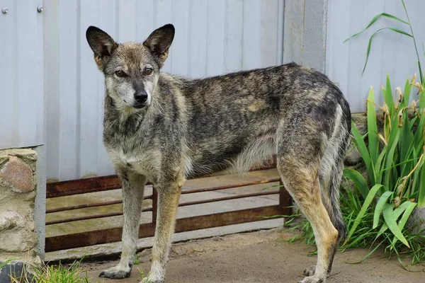 Bir Metal Çit Yakınında Sokakta Büyük Bir Gri Köpek Standları — Stok fotoğraf