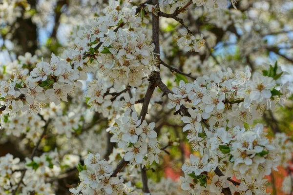 White Small Flowers Cherry Branch — Stock Photo, Image