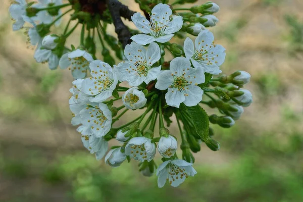 White Small Flowers Branch Cherry Garden — Stock Photo, Image