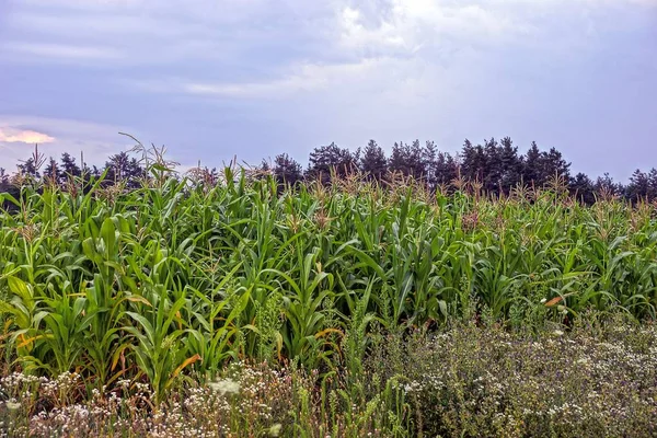 Verde Alta Vegetação Milho Grama Contra Céu Nuvens — Fotografia de Stock