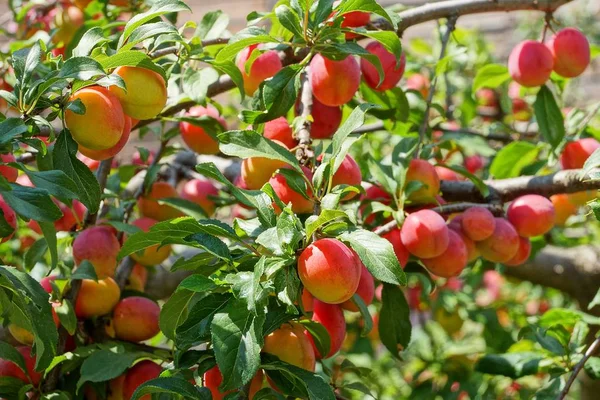 Dojrzałe Jagody Kolorowe Cherry Plum Gałęzi Zielonych Liści Ogrodzie — Zdjęcie stockowe