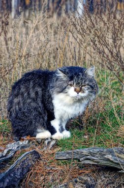 Gri beyaz kabarık kedi kuru bitkiler arasında çim