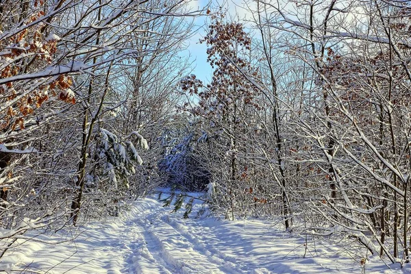 Route Hivernale Dans Neige Dans Une Forêt Pins Feuillus — Photo