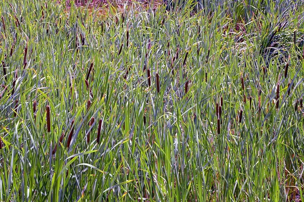 Baraj Gölünün Kıyısında Yaprakları Ile Uzun Boylu Bulrush — Stok fotoğraf