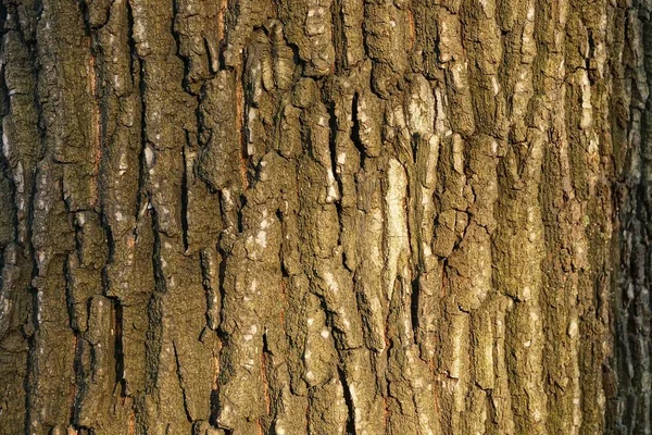 Grå Brun Trä Textur Från Barken Ett Träd — Stockfoto