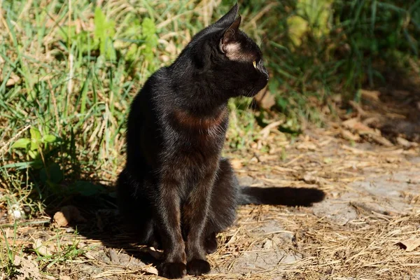 Duży Czarny Kot Siedzi Ziemi Pobliżu Zielonej Trawie — Zdjęcie stockowe