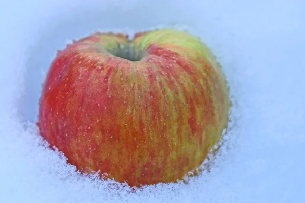 Großer Roter Grüner Apfel Weißen Schnee — Stockfoto
