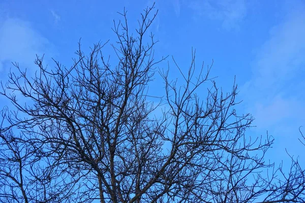 Ramos Árvores Contra Céu Nuvens — Fotografia de Stock