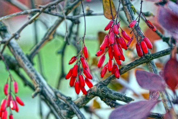Κόκκινα Μούρα Από Οξυάκανθα Πάνω Ένα Κλαδί Φύλλα — Φωτογραφία Αρχείου