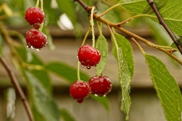 Cerises Rouges Avec Gouttes Eau Sur Une Branche Aux Feuilles — Photo