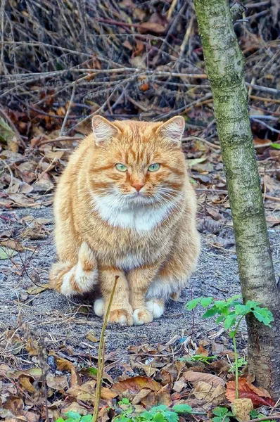 Пушистый Красный Кот Сидит Асфальте Опавшими Листьями — стоковое фото