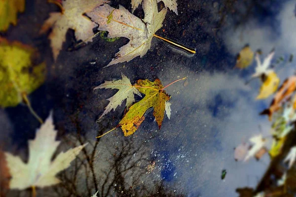 Foglie Cadute Gialle Acqua — Foto Stock