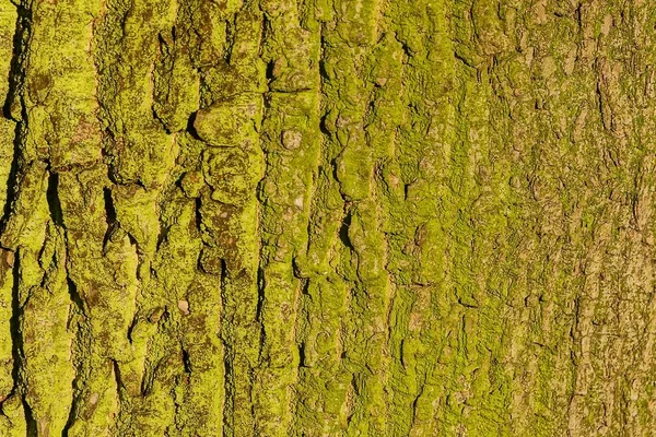 Textura Vegetativa Natural Musgo Verde Corteza — Foto de Stock