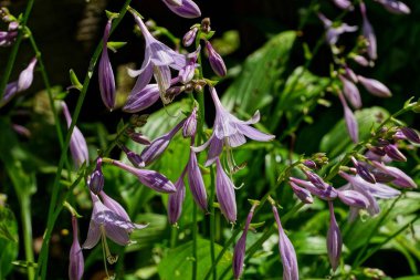 Leylak çan arasında yeşil çimen çiçekler ve bahçede bırakır