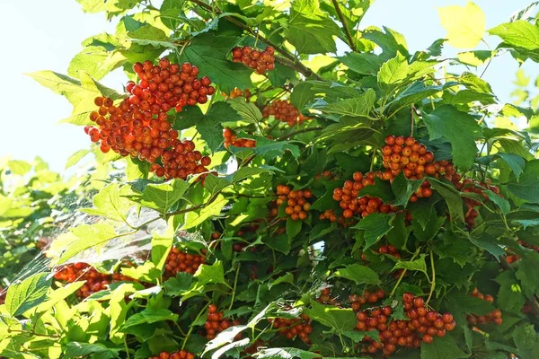 Кластеры Красных Ягод Вибурнума Ветвях Зелеными Листьями — стоковое фото