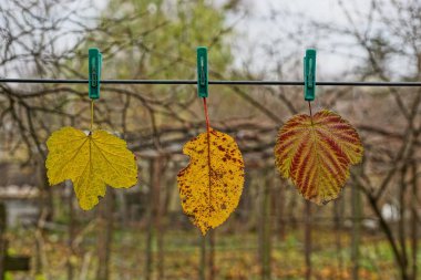 Üç renkli kuru düşen yapraklar üzerinde telgrafla asılı clothespins dönüştürün