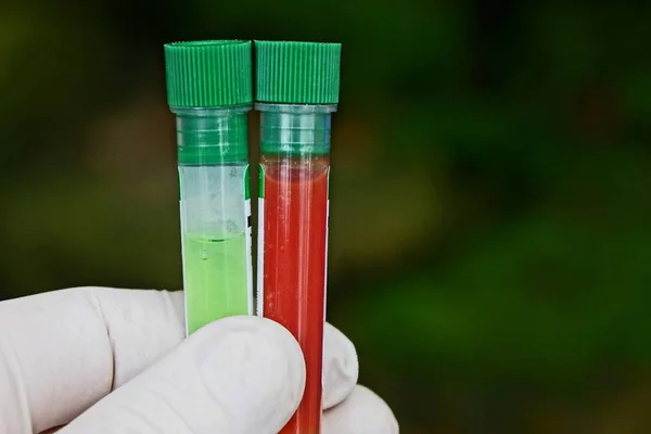 Dois Tubos Ensaio Com Vacinas Coloridas Mão Luva — Fotografia de Stock
