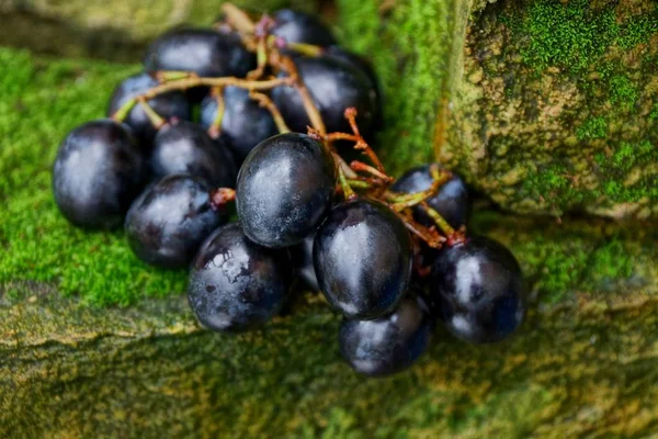 Mavi Meyveler Olgun Üzüm Taş Yosun Kaplı — Stok fotoğraf