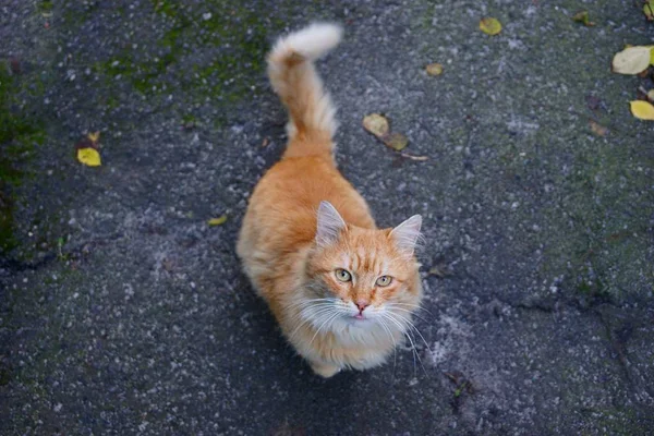 Gatto Soffice Giallo Seduto Sulla Strada Dall Asfalto Grigio — Foto Stock