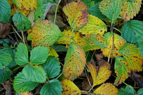 庭のイチゴ茂みの紅葉 — ストック写真