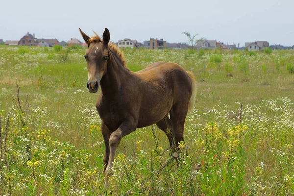 Mały Brązowy Koń Łące Kwitnące — Zdjęcie stockowe
