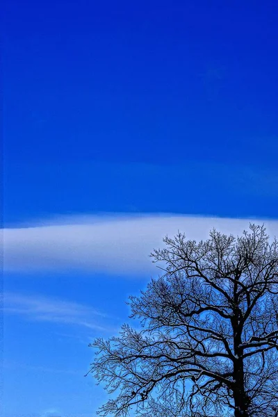 Cielo Azul Árboles Altos — Foto de Stock