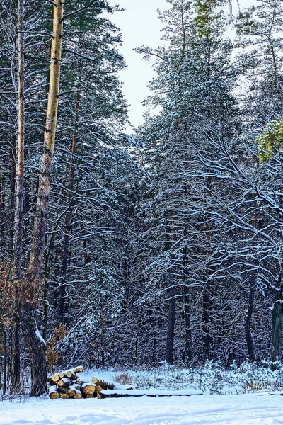 Grumes Sous Neige Près Forêt Pins Hiver — Photo