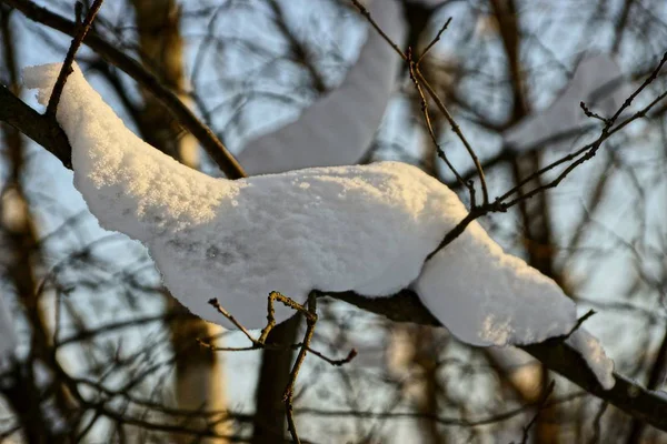 Branche Arbre Sec Sous Neige — Photo